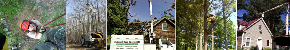 Spicer Tree tree services