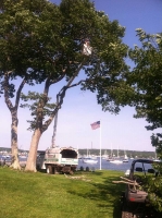Tree-Care_01