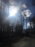 Tree-Care_06
