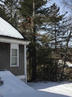 Tree-Care_08