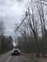 Tree-Care_09