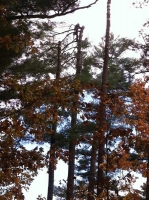 Tree-Care_10