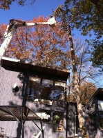Tree-Care_11
