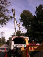 Tree-Care_12