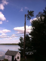 Tree-Care_14