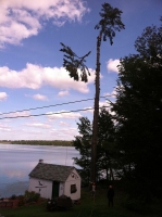 Tree-Care_15