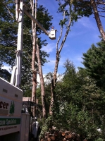 Tree-Care_17