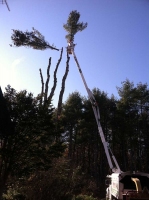 Tree-Care_18