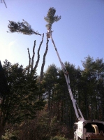 Tree-Care_23