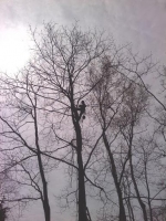 Tree-Care_24