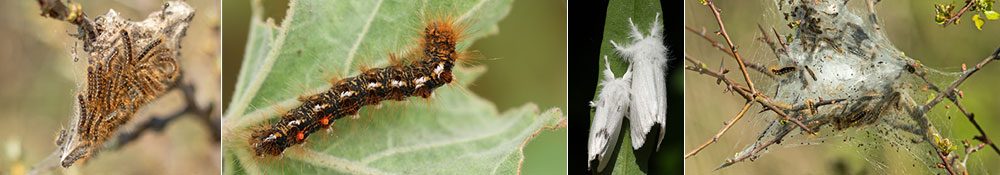 brown tail moth (BTM) treatment