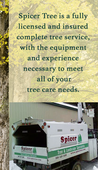 Spicer Tree is a fully licensed and insured complete tree service, with the equipment and experience necessary to meet all of your tree care needs.