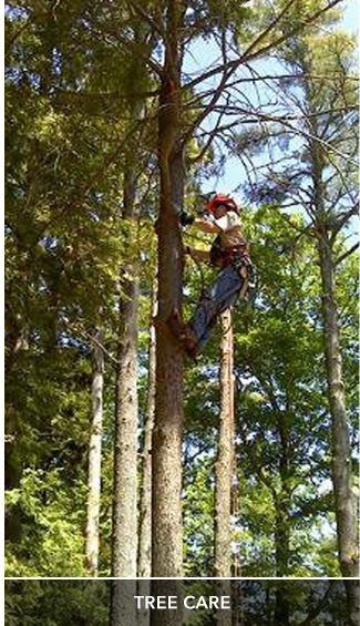 Spicer Tree is a complete tree service company. Services include tree removal, tree and shrub pruning, browntail moth treatments, shoreland zoning, storm damage cleanup.