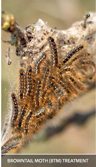 Browntail Moth / Brown Tail Moth (BTM) treatments.